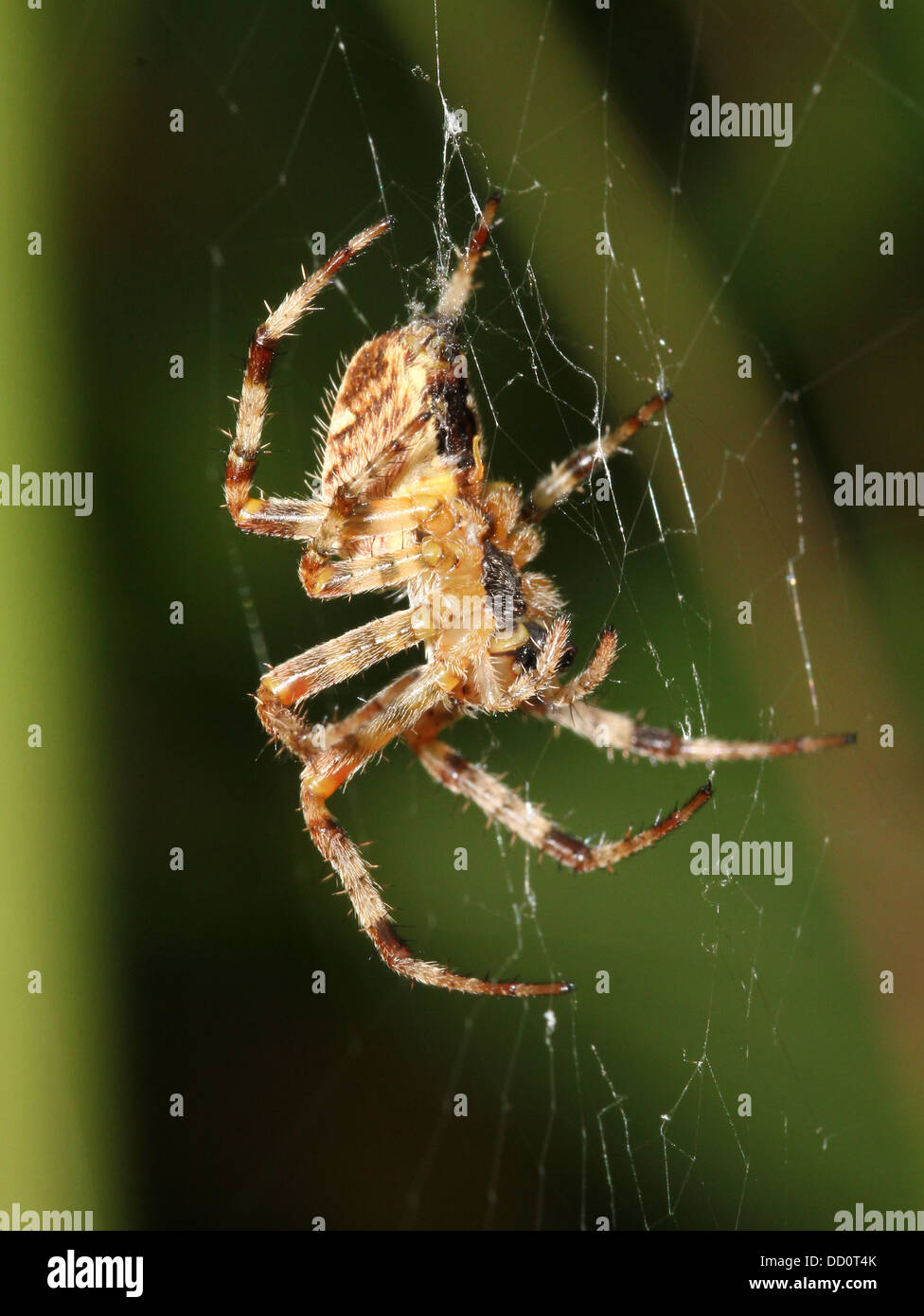 Close-up of a European jardin araignée (Araneus diadematus) dans son site web, vu de l'arrière Banque D'Images