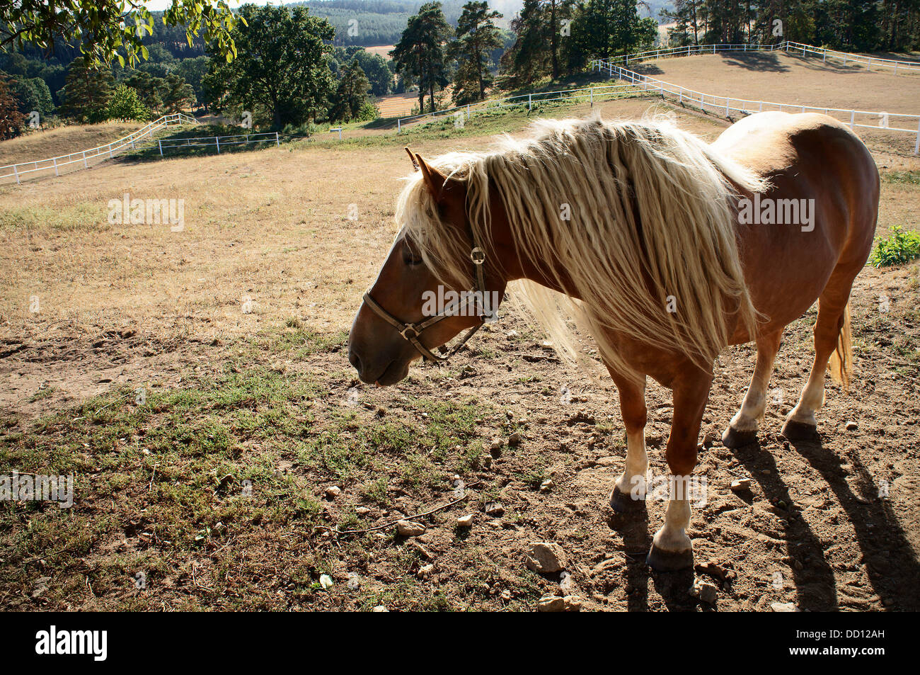 Cheval belge tchéco-morave (CMB) projet, chevaux de trait Banque D'Images