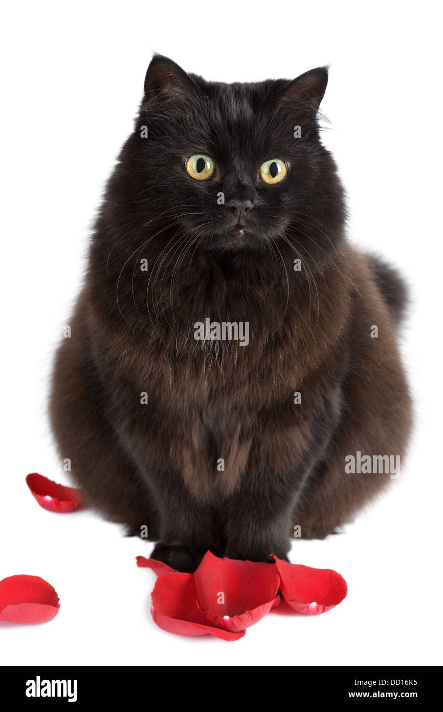 Mignon Chat Noir Assis Dans Des Petales De Rose Isolated Photo Stock Alamy Mignon Chat Noir Assis Dans Des Petales De Rose Isolated Photo Stock Alamy