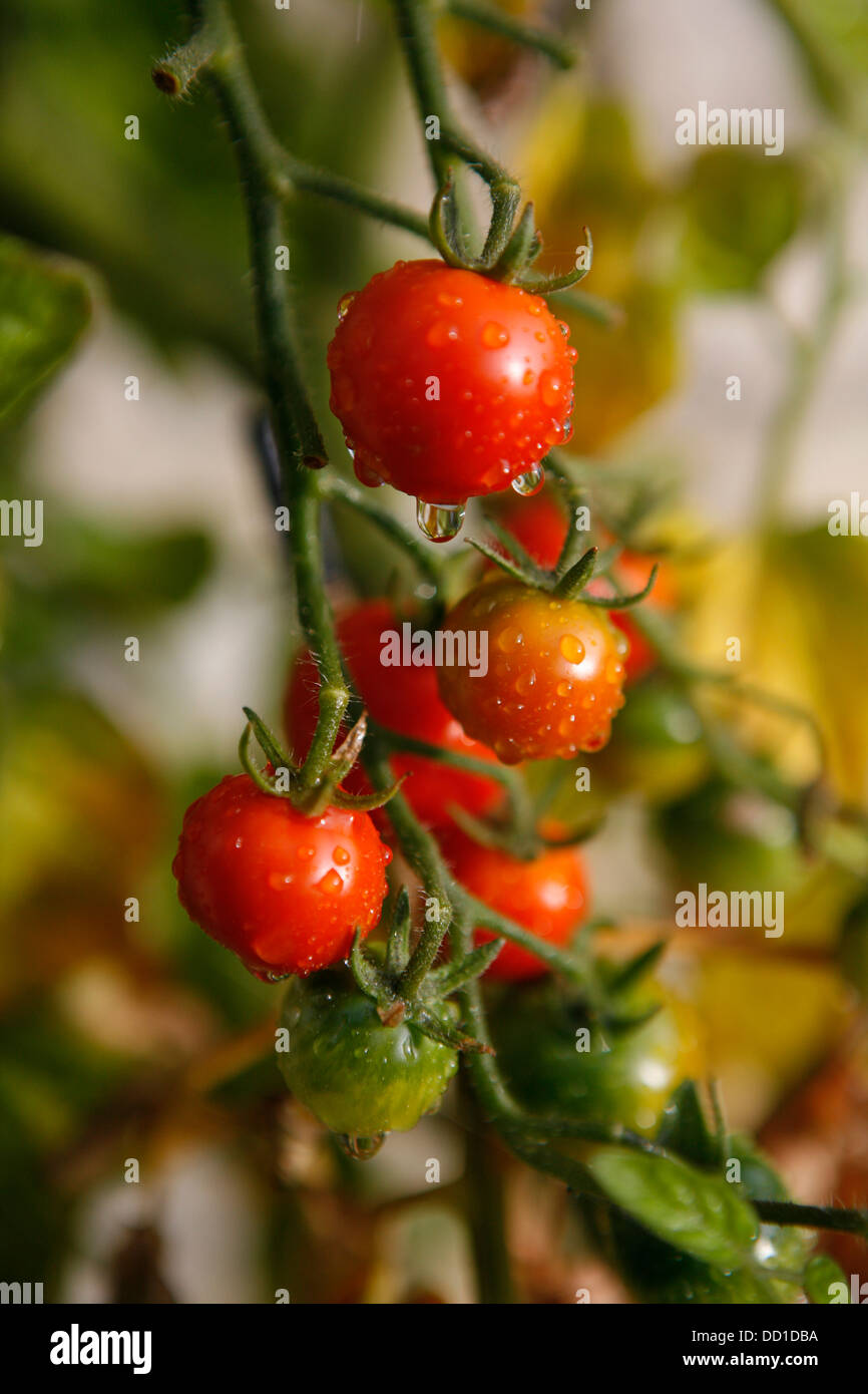 Le mûrissement des tomates sur la vigne avec la rosée du matin les gouttes d'eau sur le fruit. Banque D'Images