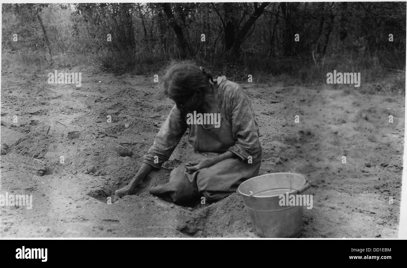 Oke-mah Wah Cumig Oke est montré en train de planter des pommes de terre de semence, une pratique agricole importante pour la production alimentaire et l'agriculture durable dans de nombreuses cultures indigènes. Banque D'Images