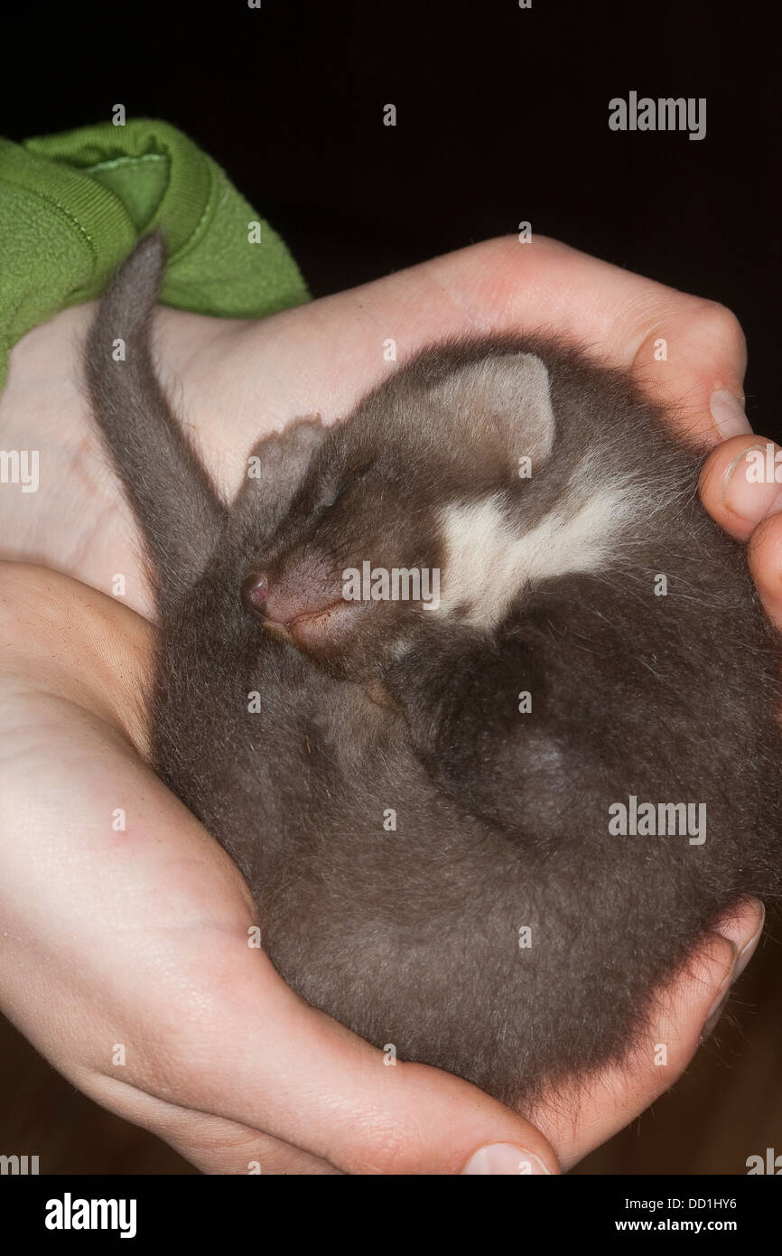 La martre d'Europe, bébé, Baummarder Tierbaby, Baum-Marder, Edelmarder Edel-Marder,,, Marder, Martes martes, Martre des pins Banque D'Images