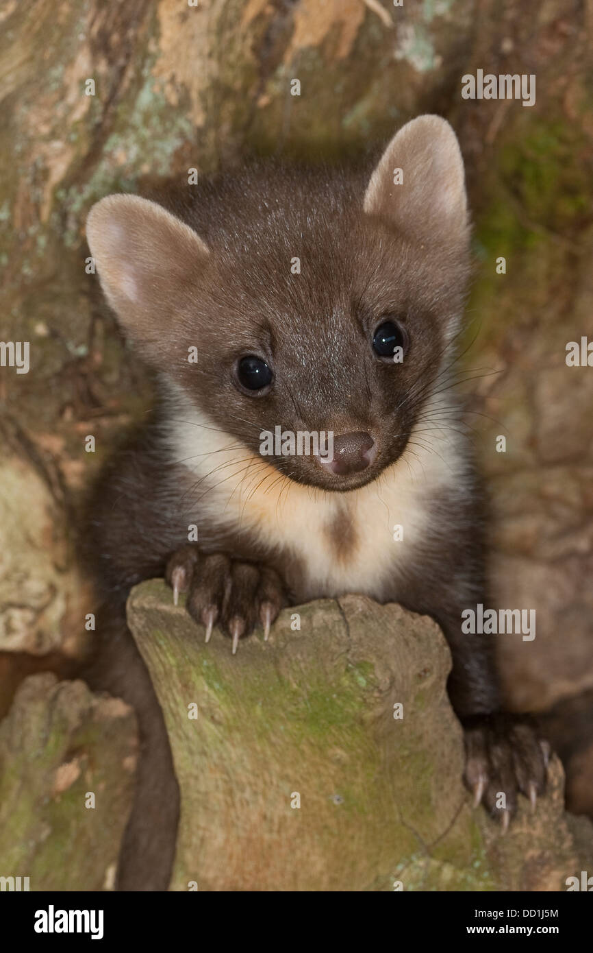 La Martre D Europe Bebe Baummarder Tierbaby Baum Marder Edelmarder Edel Marder Marder Martes Martes Martre Des Pins Photo Stock Alamy