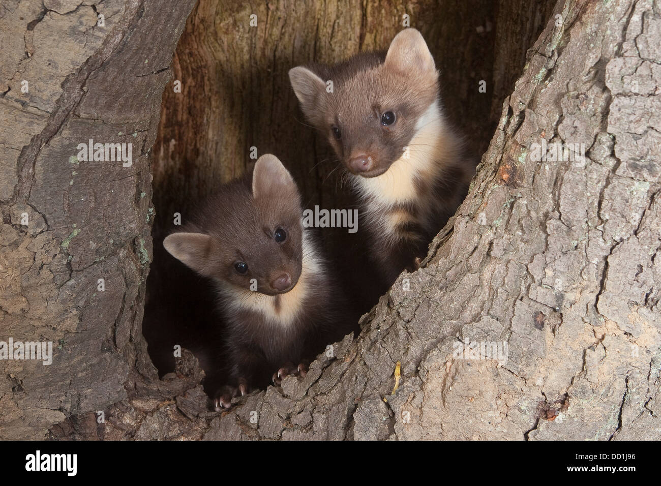 La Martre D Europe Bebe Baummarder Tierbaby Baum Marder Edelmarder Edel Marder Marder Martes Martes Martre Des Pins Photo Stock Alamy La Martre D Europe Bebe Baummarder Tierbaby Baum Marder Edelmarder Edel Marder Marder Martes Martes Martre Des Pins Photo Stock Alamy