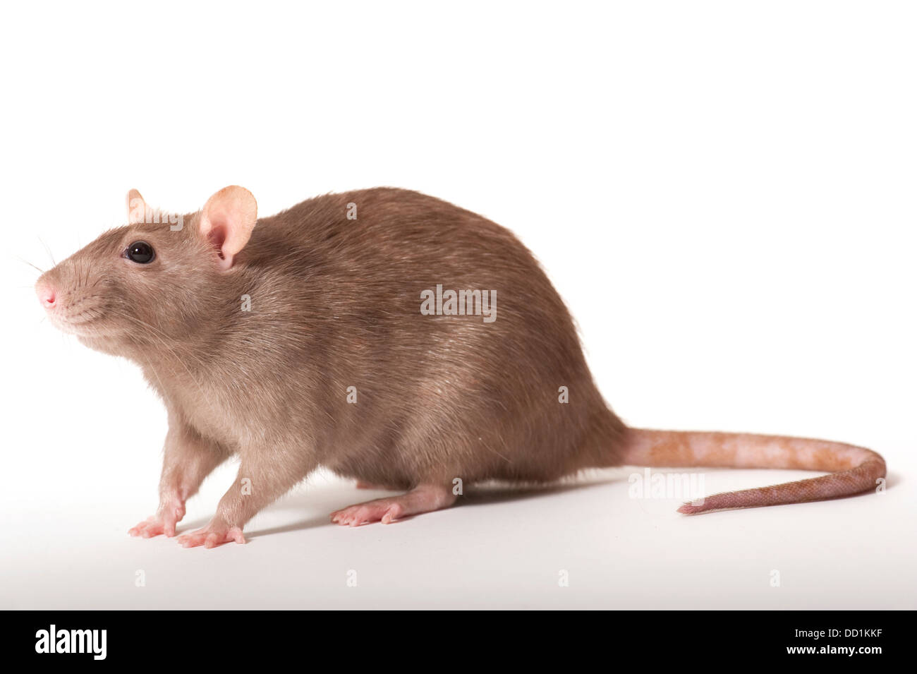 Rat surmulot, Rattus norvegicus, Kent UK Banque D'Images