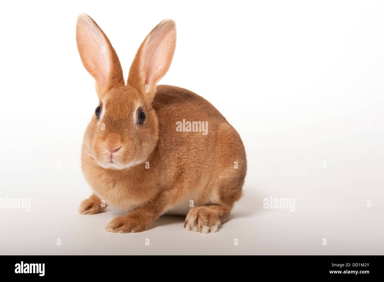 Rex cross, lapin domestique, UK Banque D'Images