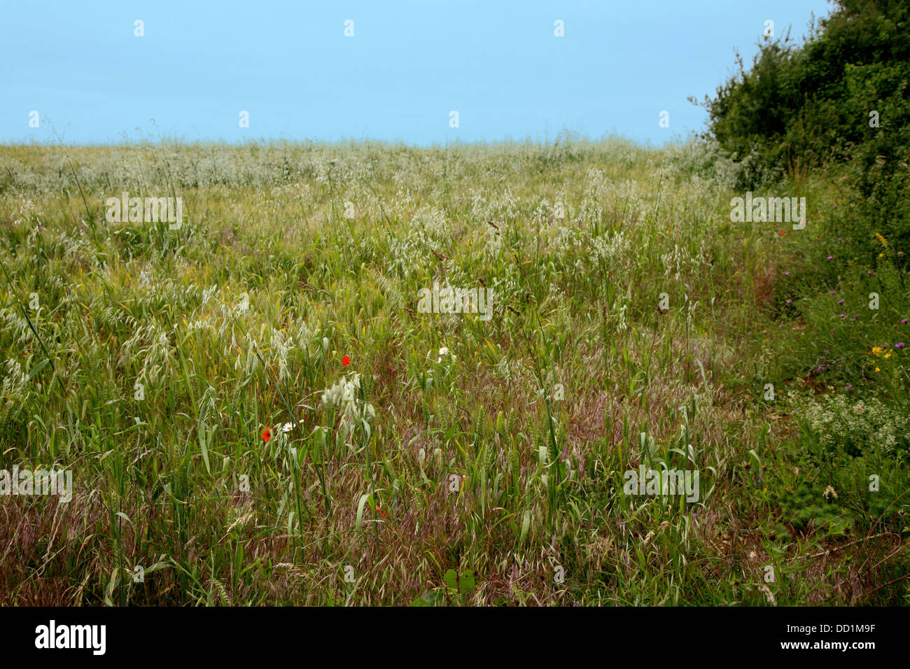 Prairie avec des fleurs Banque D'Images