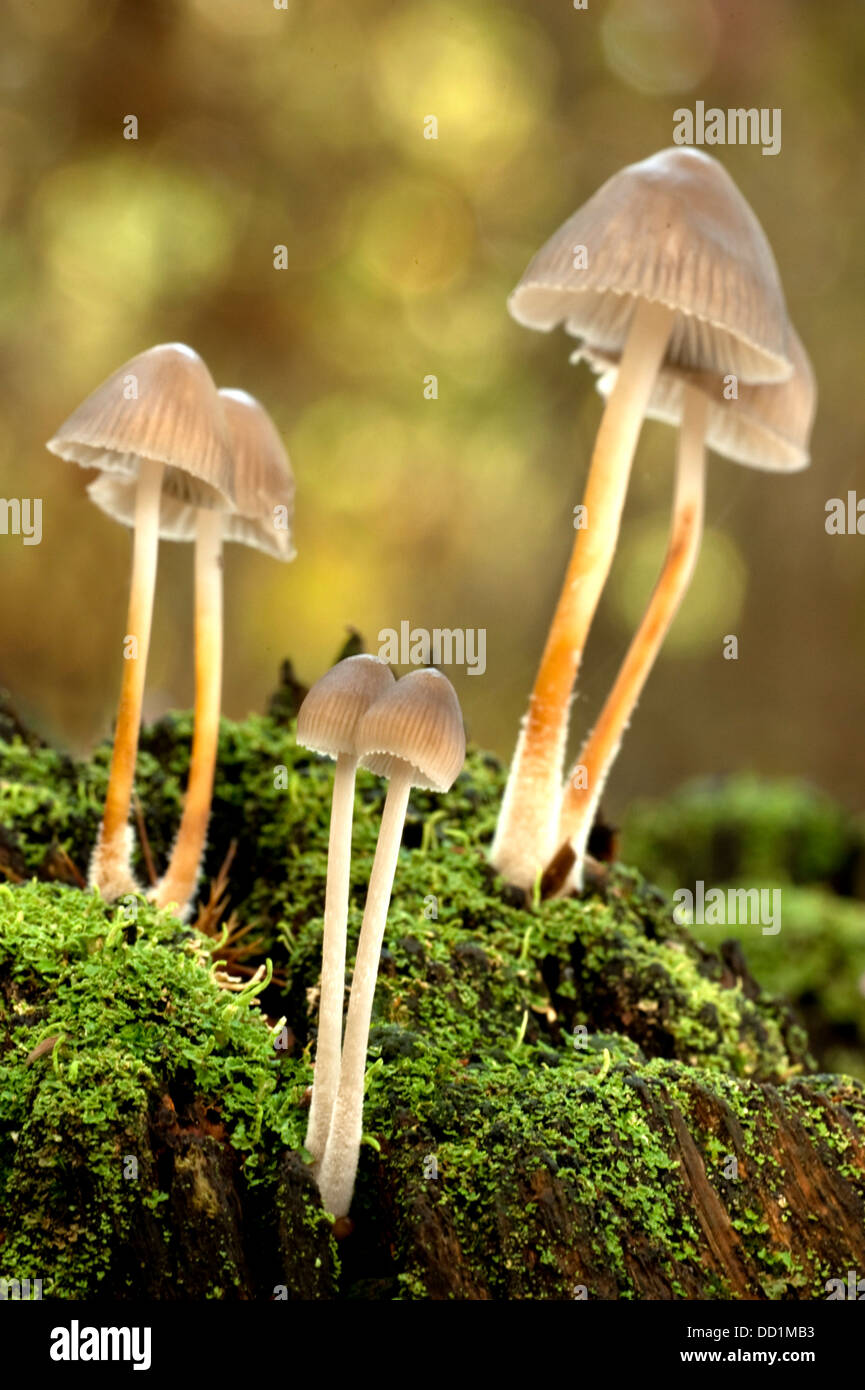 Cap d'encre luisante, Coprinus micaceus, UK Banque D'Images