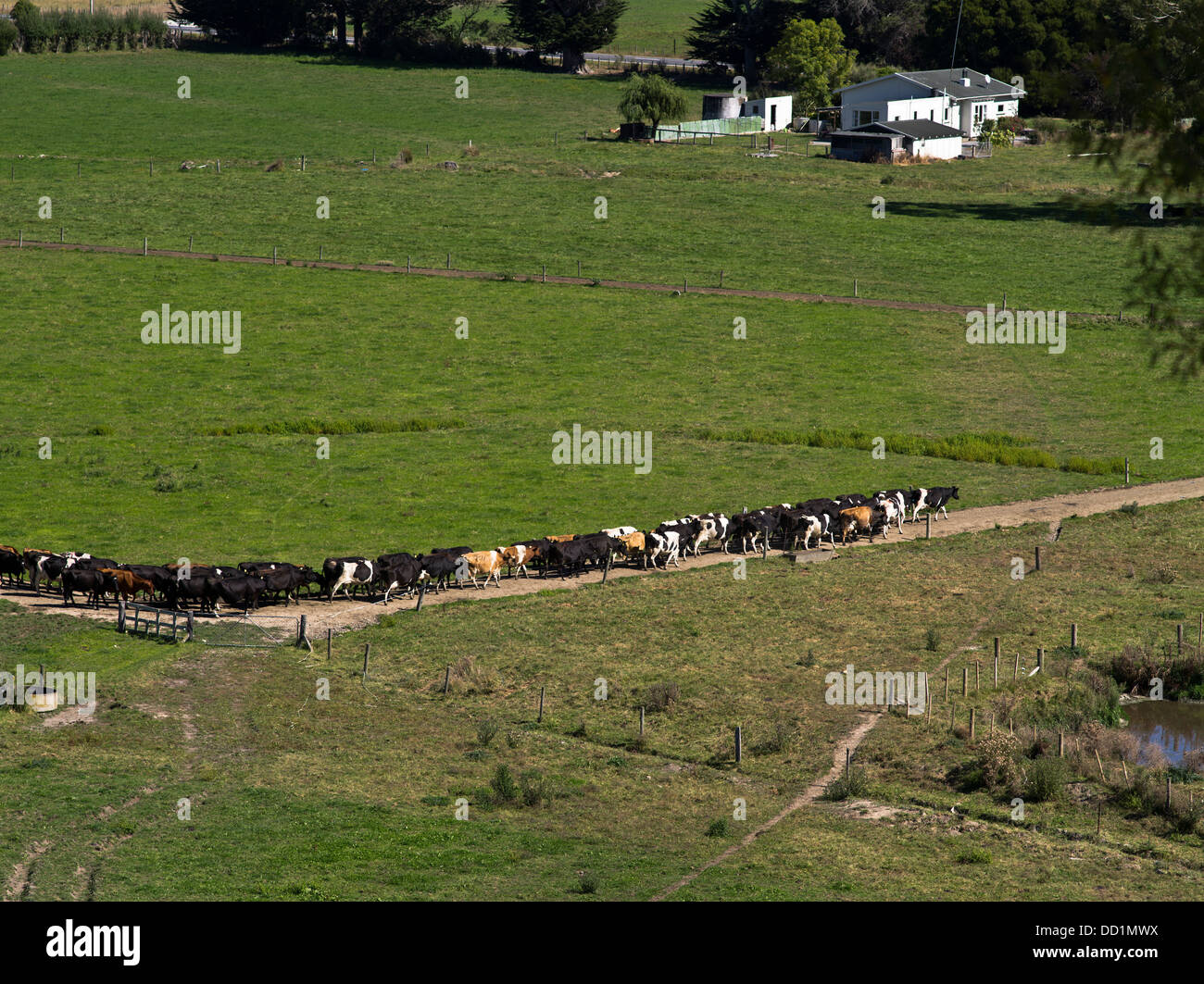 dh Ruamahanga Valley WAIRARAPA NOUVELLE-ZÉLANDE ligne de cheptel laitier non habitée allant à la ferme hantée vaches nz bétail Banque D'Images