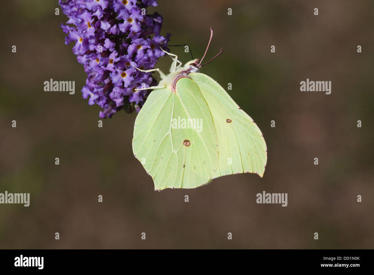 (Gonepteryx rhamni Brimstone Butterfly). Alimentation à partir de fleurs de Buddleia (Buddleja davidii). En août. Le Norfolk. Banque D'Images