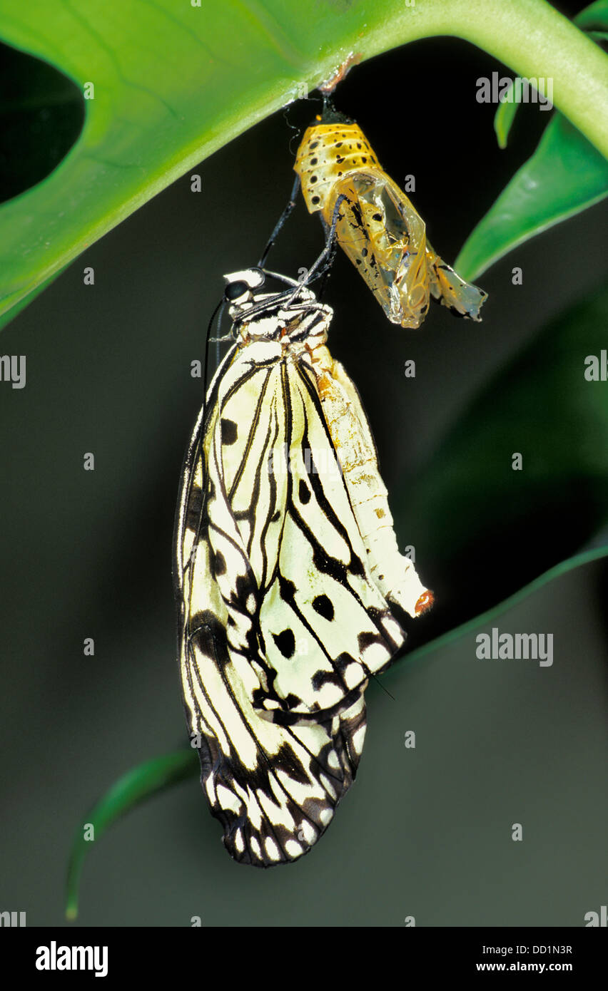 Nymphe des arbres, Papillon Idée leuconoe, Asie, séquence d'incubation Banque D'Images