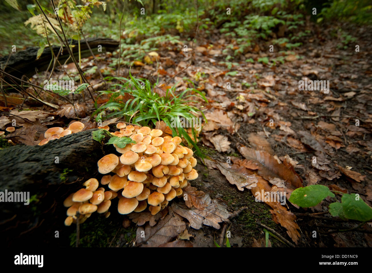 Les champignons, touffe de soufre Hypholoma fasciculare, UK Banque D'Images
