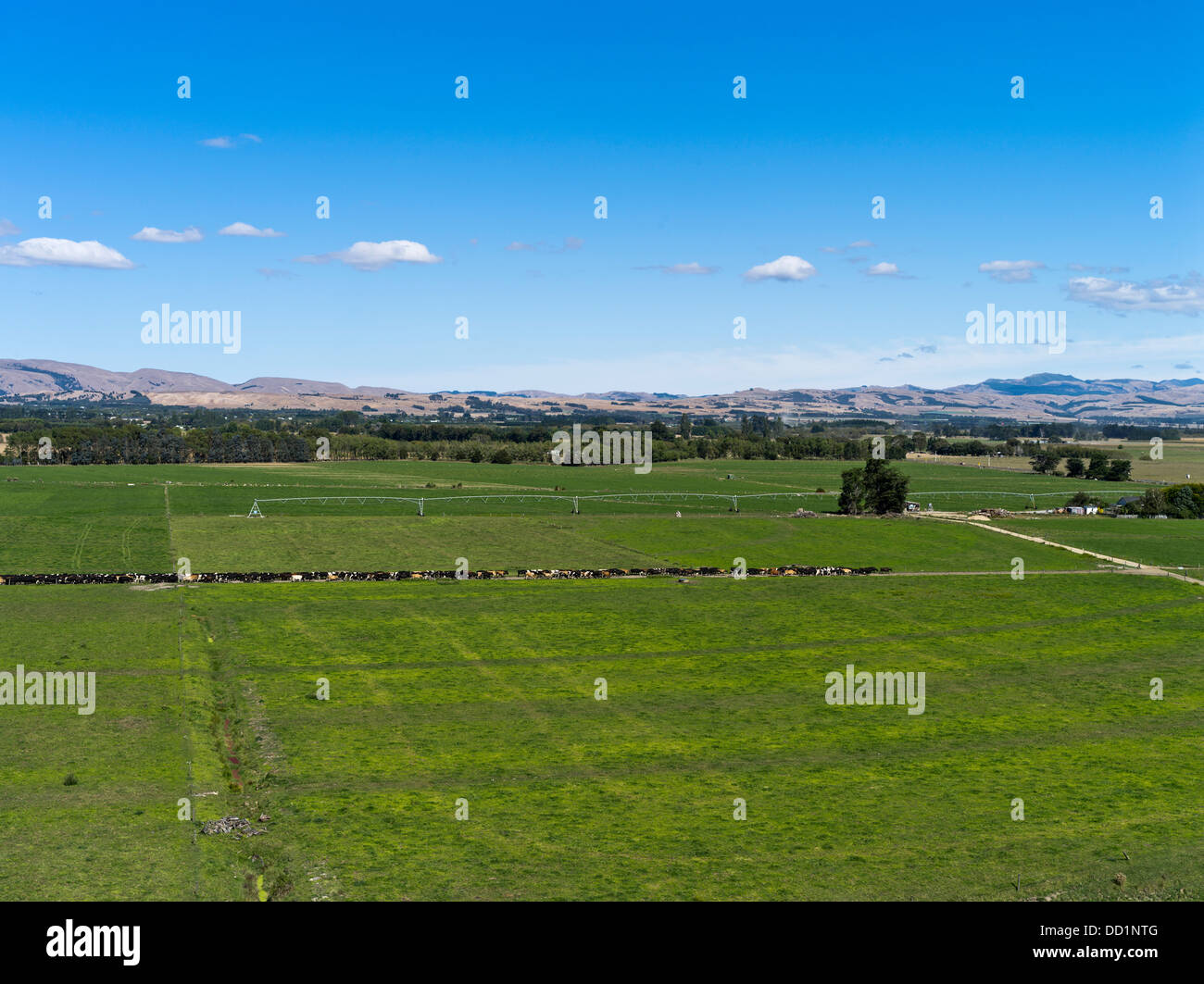 La vallée de WAIRARAPA dh Ruamahanga ligne néo-zélandais de troupeau de vaches laitières des vaches à traire shed farm nz farms Banque D'Images