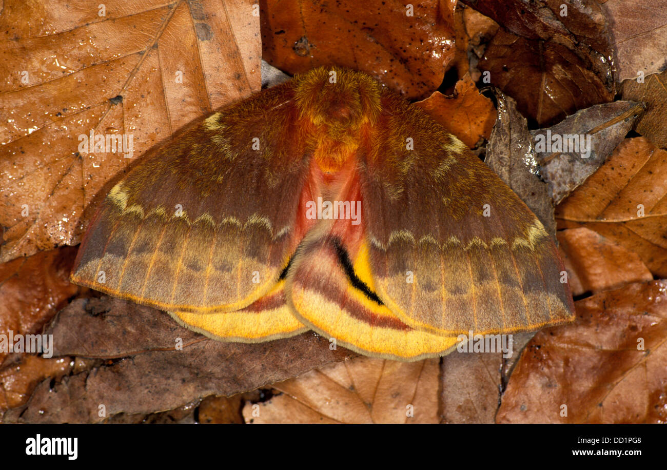 Bulls Eye Silk Moth, Libe Io, Europe Banque D'Images