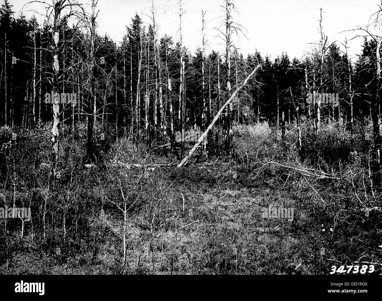 Un peuplement de pins gris a été brûlé, probablement par un feu de forêt, montrant l'impact écologique des feux de forêt. Les pins gris sont souvent adaptés aux environnements sujets au feu, et cette image représente le rétablissement et la transformation des écosystèmes forestiers après les incendies. Banque D'Images