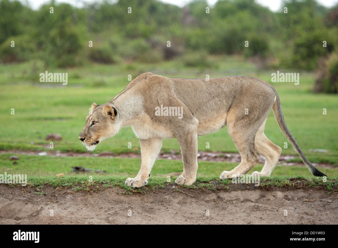 Harcèlement criminel (Panthero Lion leo), Madikwe Game Reserve, Afrique du Sud Banque D'Images