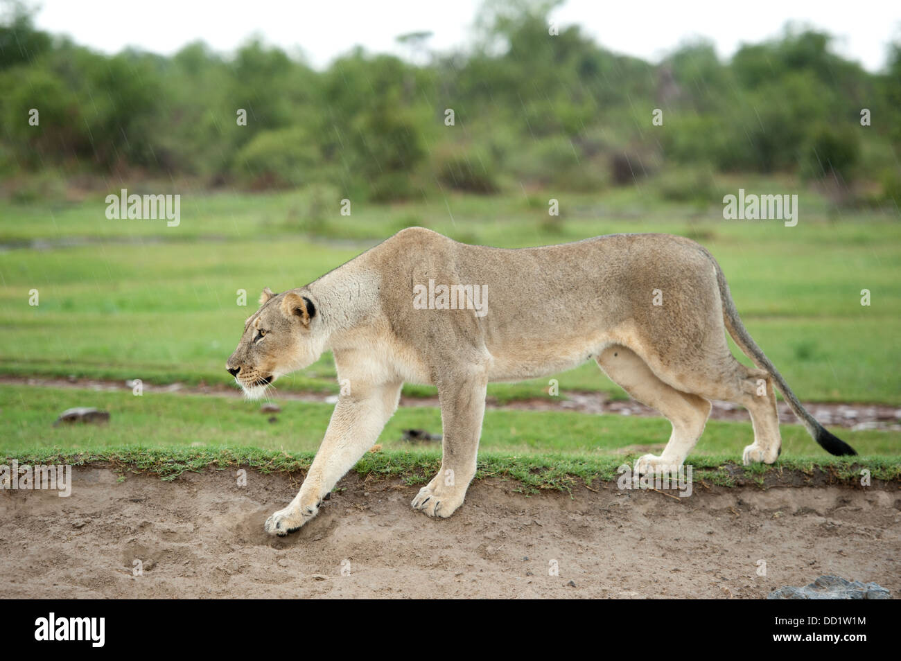 Harcèlement criminel (Panthero Lion leo), Madikwe Game Reserve, Afrique du Sud Banque D'Images