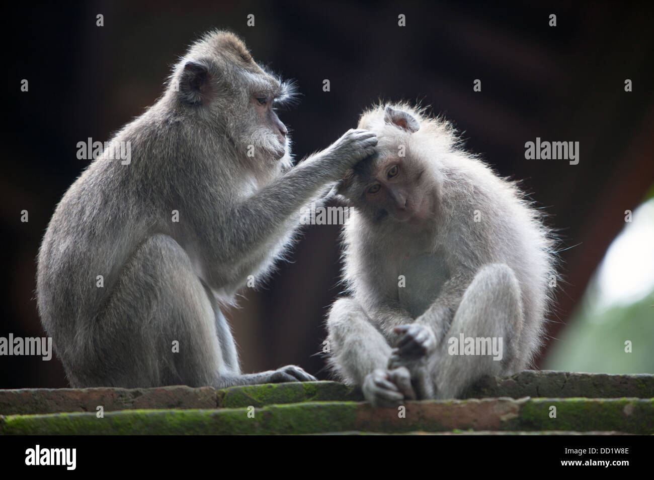 Temple Monkey Forest, Ubud, Bali, Indonésie Banque D'Images