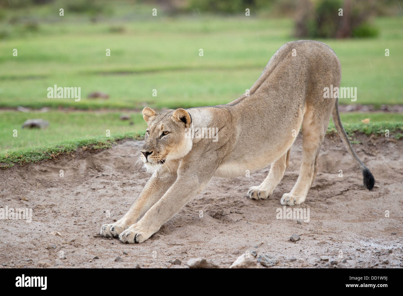 Panthero Lion stretching (Leo), Madikwe Game Reserve, Afrique du Sud Banque D'Images
