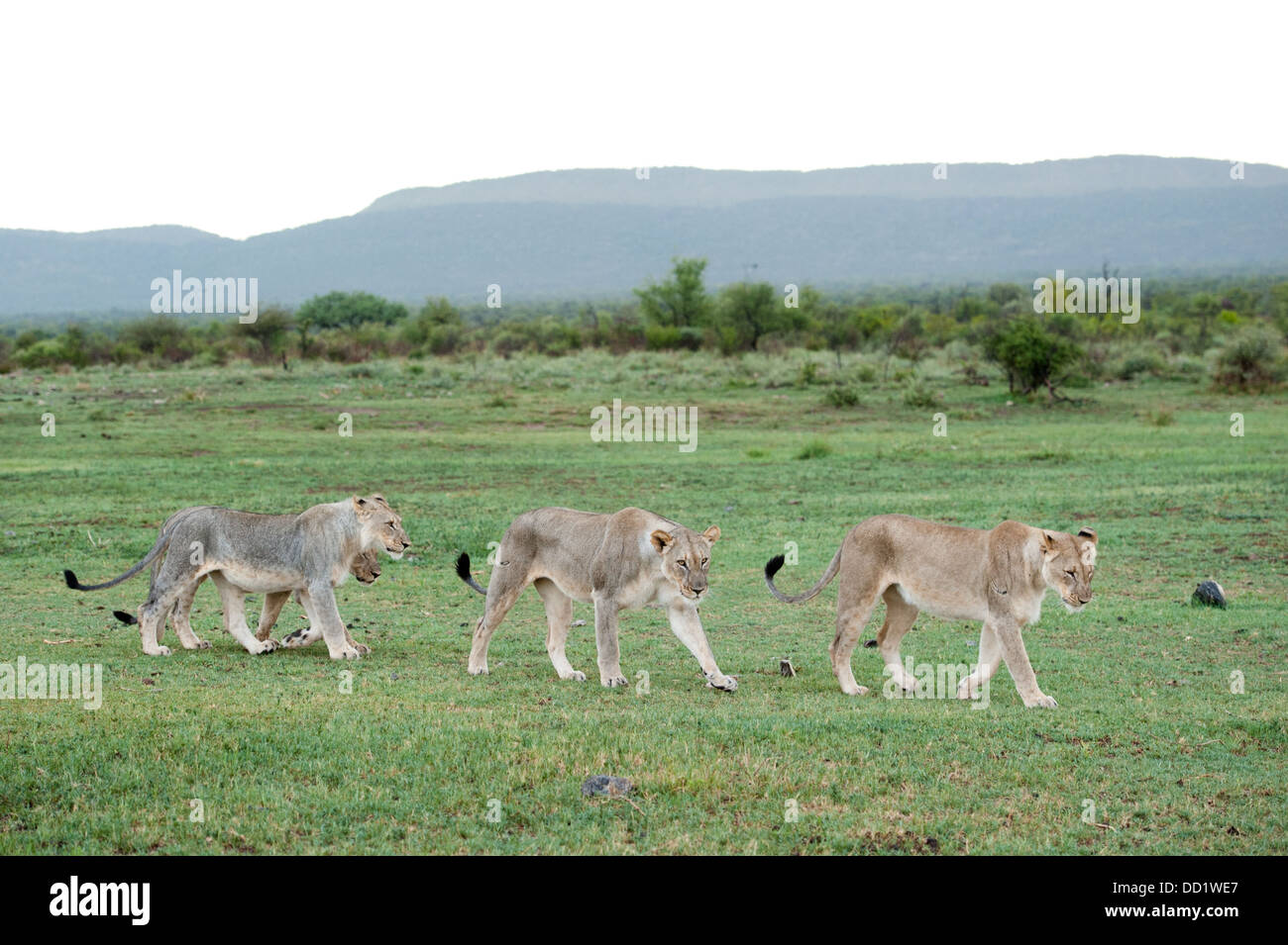 La Marche des Lions (Panthero leo), Madikwe Game Reserve, Afrique du Sud Banque D'Images