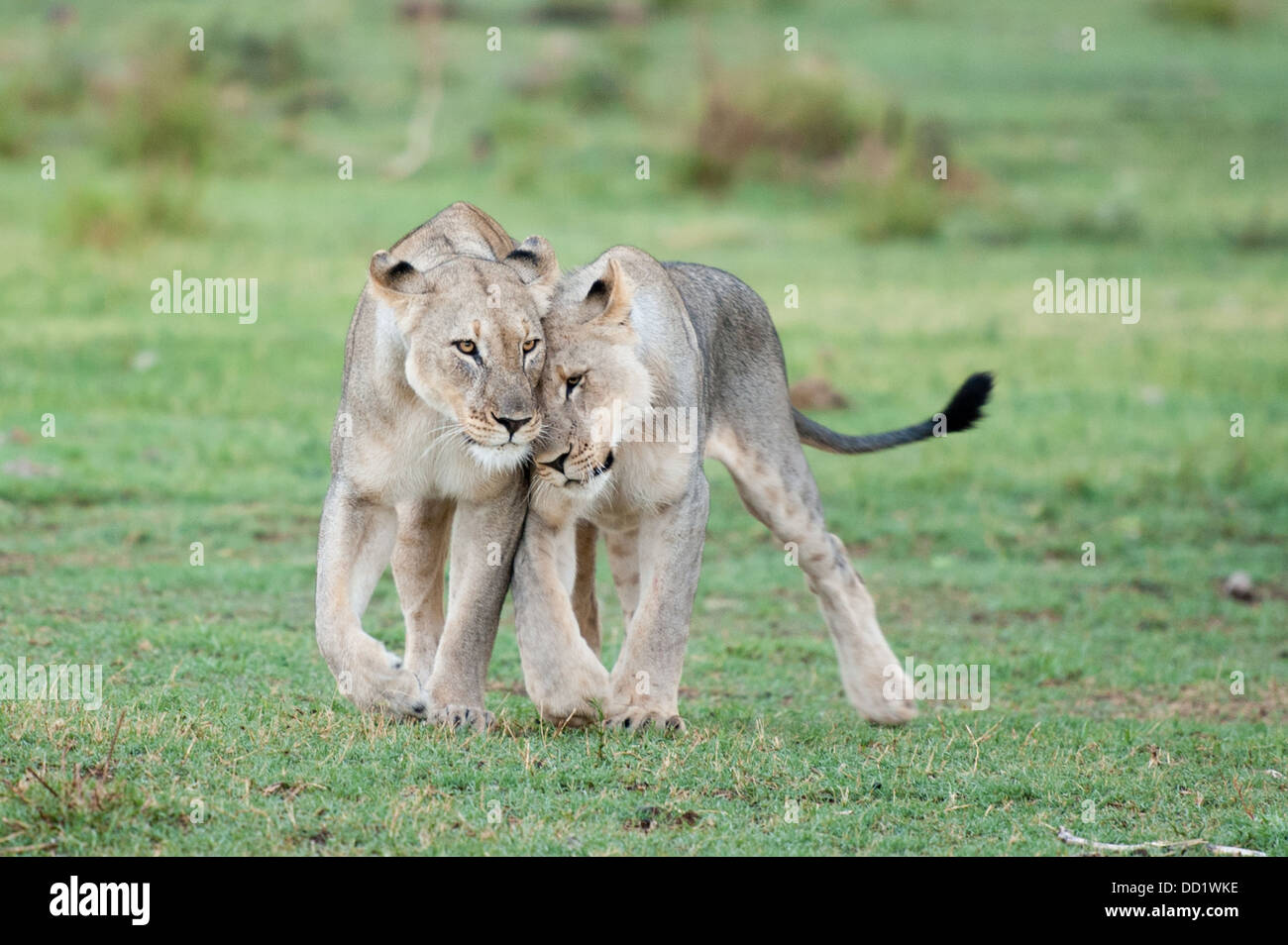 Panthero Lion interaction (Leo), Madikwe Game Reserve, Afrique du Sud Banque D'Images