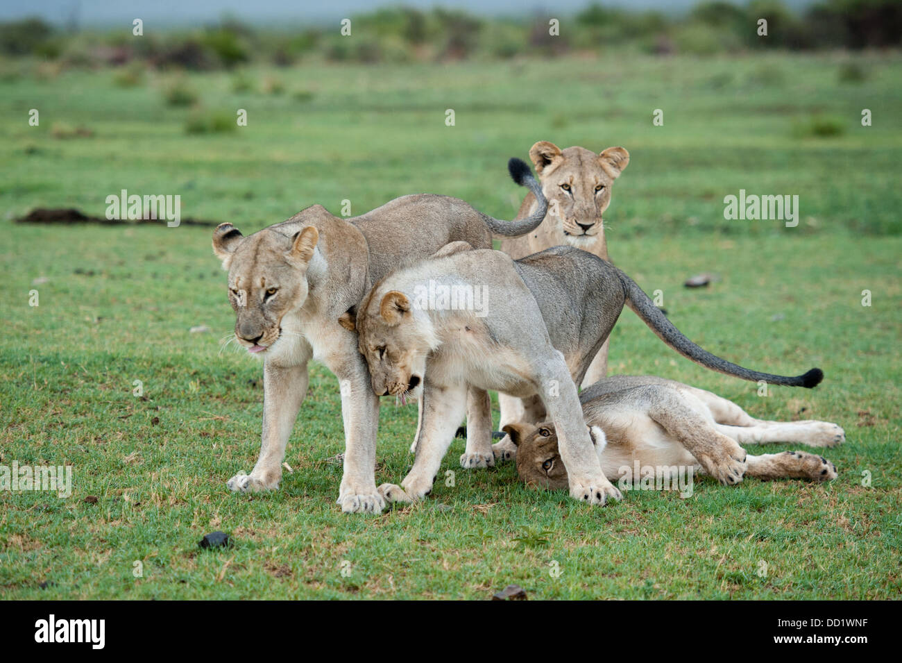 Panthero Lions jouant (Leo), Madikwe Game Reserve, Afrique du Sud Banque D'Images