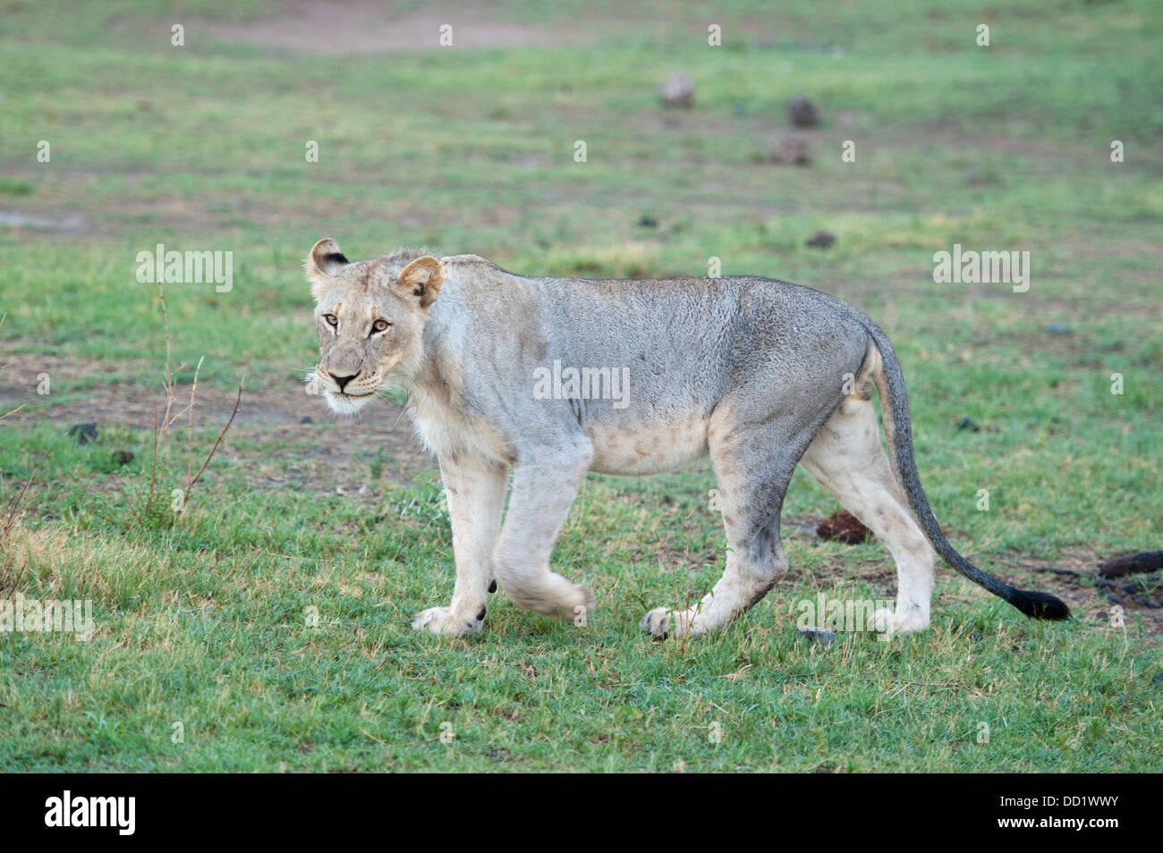 Jeune lion (Leo) Panthero, Madikwe Game Reserve, Afrique du Sud Banque D'Images