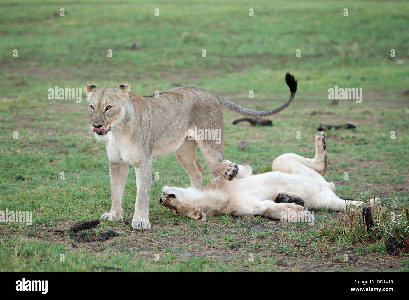 Panthero Lions (Leo), Madikwe Game Reserve, Afrique du Sud Banque D'Images