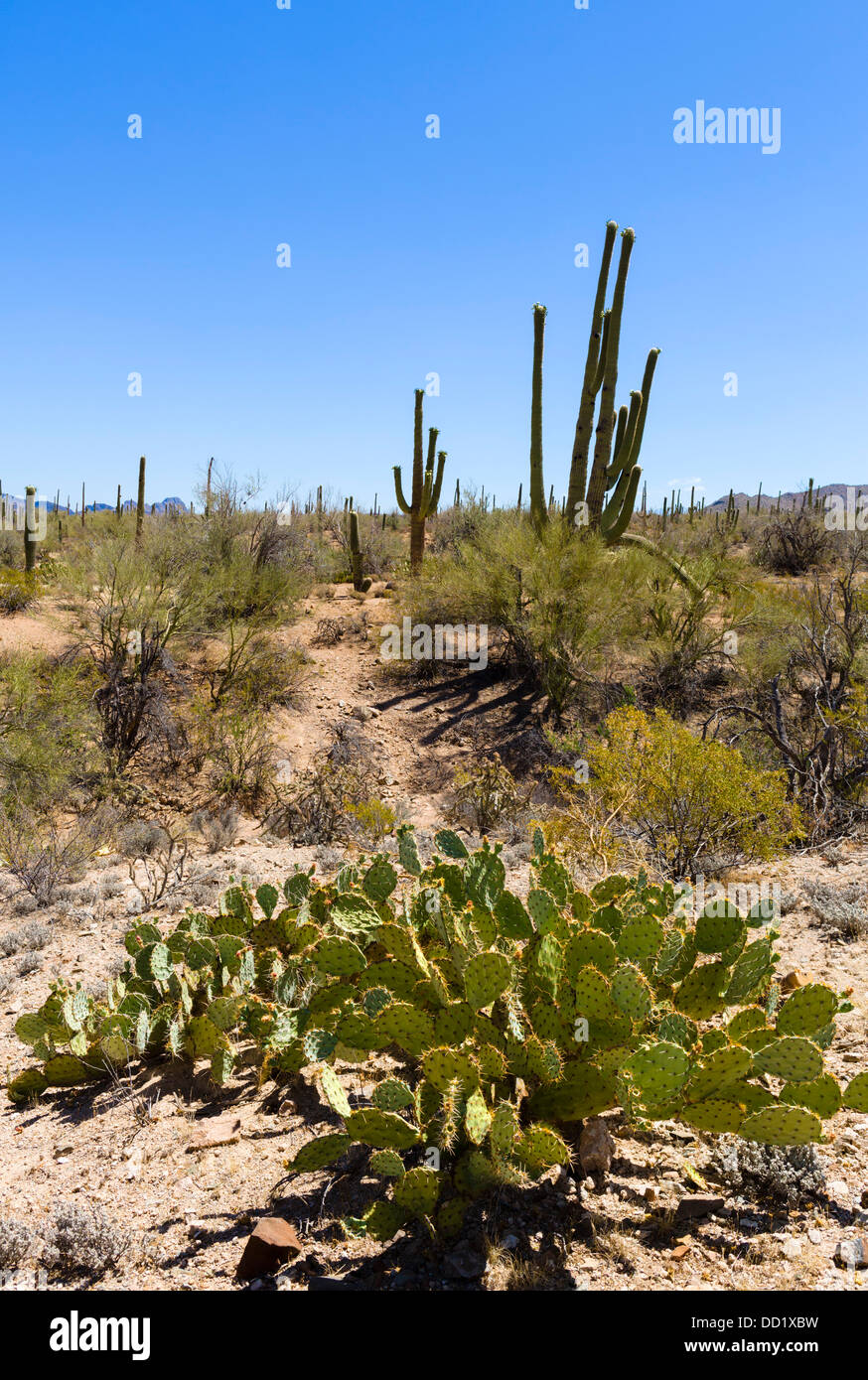 Sentier de Signal Hill, Saguaro National Park West, Tucson, Arizona, USA Banque D'Images