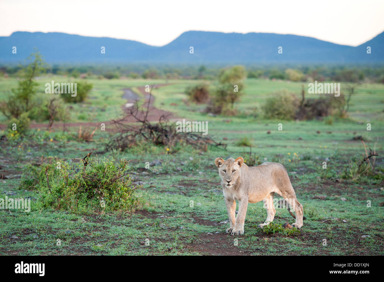Panthero Lion (Leo), Madikwe Game Reserve, Afrique du Sud Banque D'Images