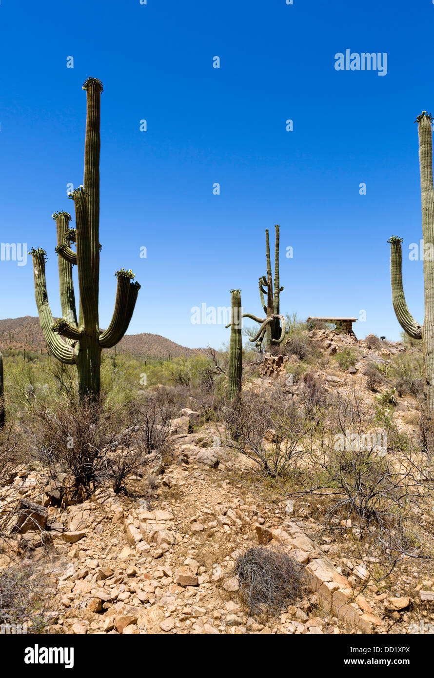 Saguaro National Park West, Tucson, Arizona, USA Banque D'Images