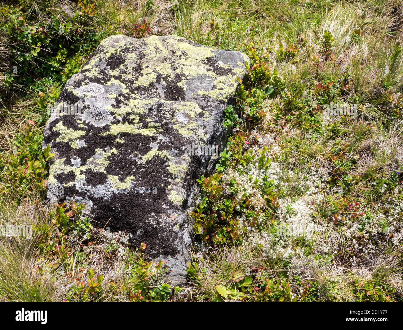 Un gros rocher couvert de mousse de couleur vive se situe dans un champ d'herbe en Autriche Banque D'Images