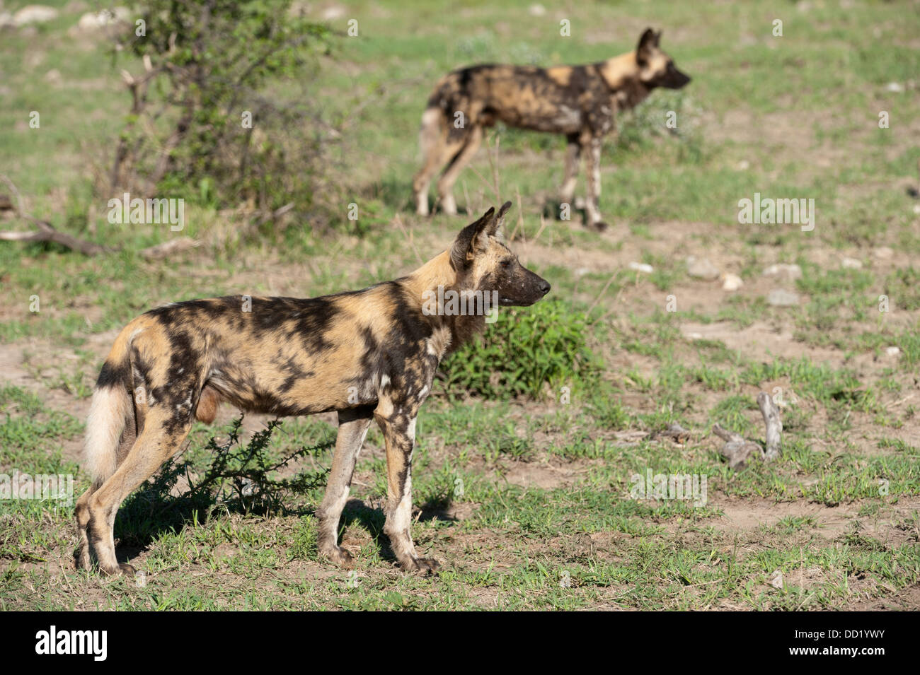 Les chiens sauvages (Lycaon pictus), Madikwe Game Reserve, Afrique du Sud Banque D'Images