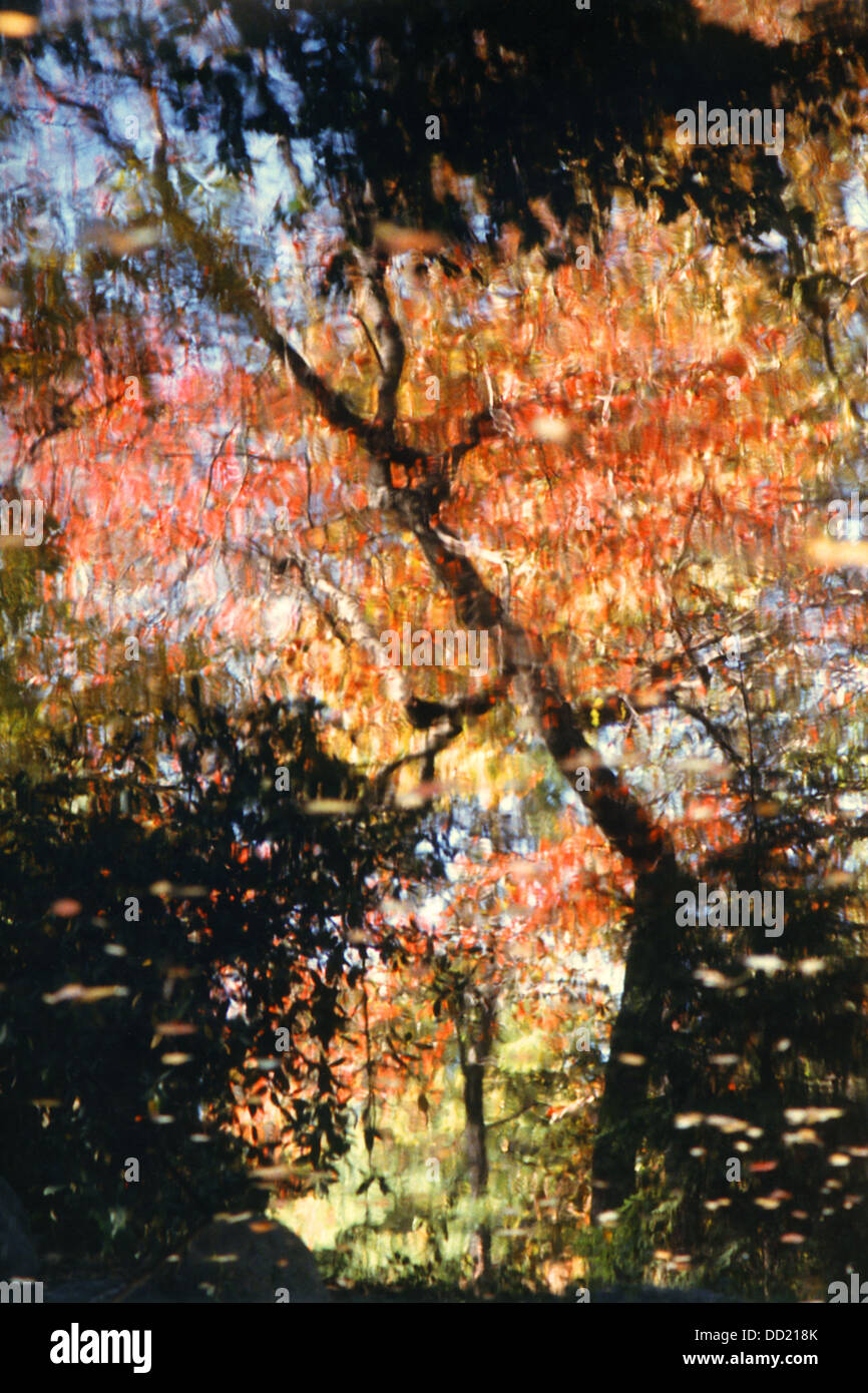 Arbre généalogique flaque reflet Banque D'Images