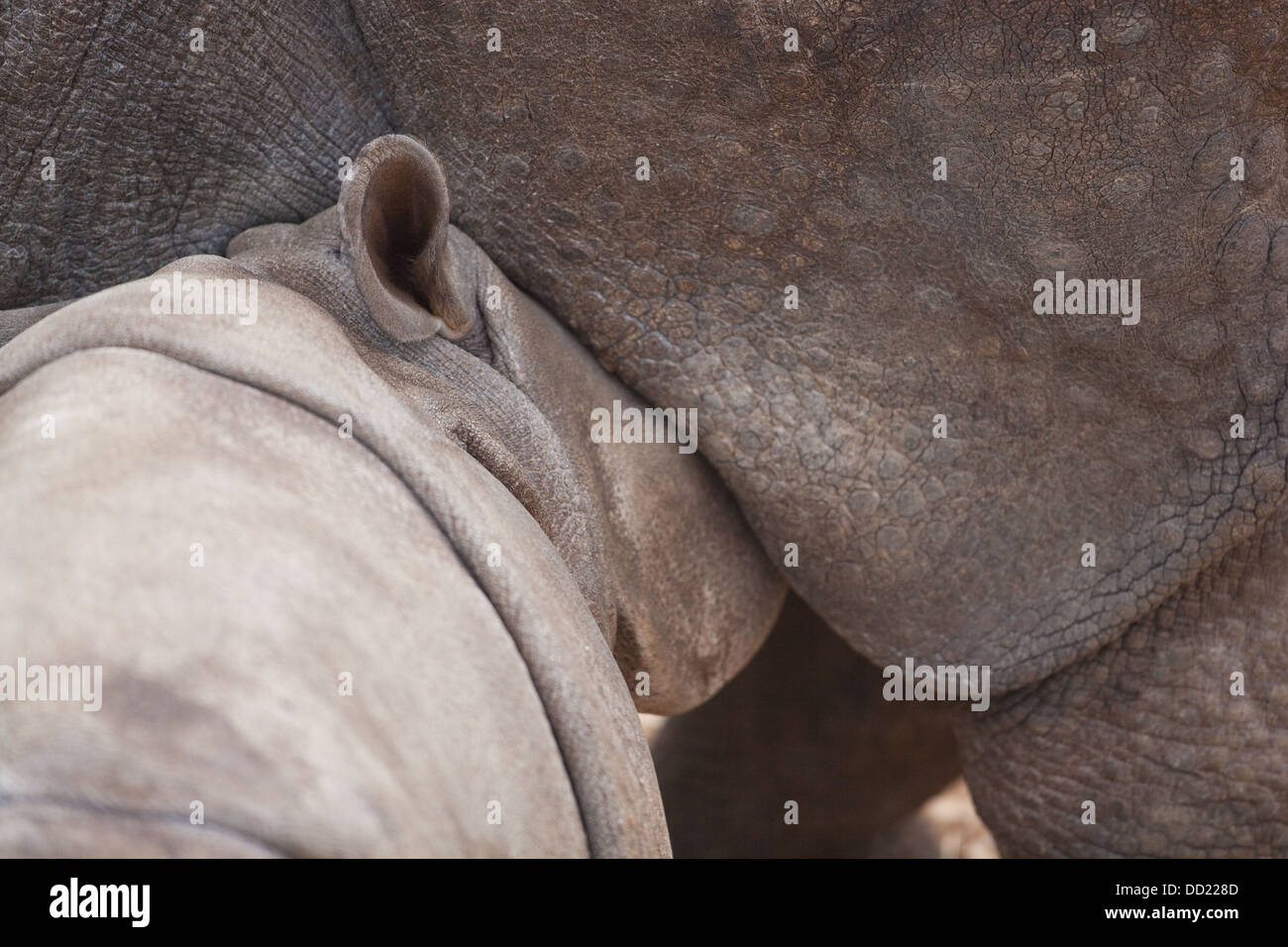 Les Indiens asiatiques ou rhinocéros à une corne ( Rhinoceros unicornis). Veau de lait ou les jeunes de la mère. Banque D'Images