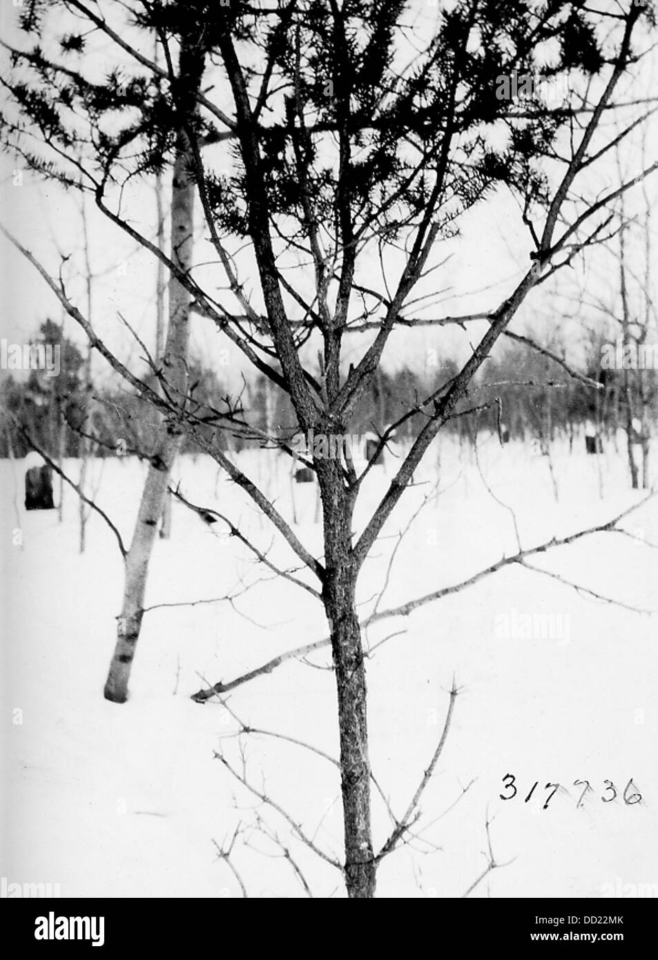Un arbre Jack Pine montre une navigation sévère par des cerfs, soulignant l'impact de la faune sur les écosystèmes forestiers et la santé des arbres. Banque D'Images