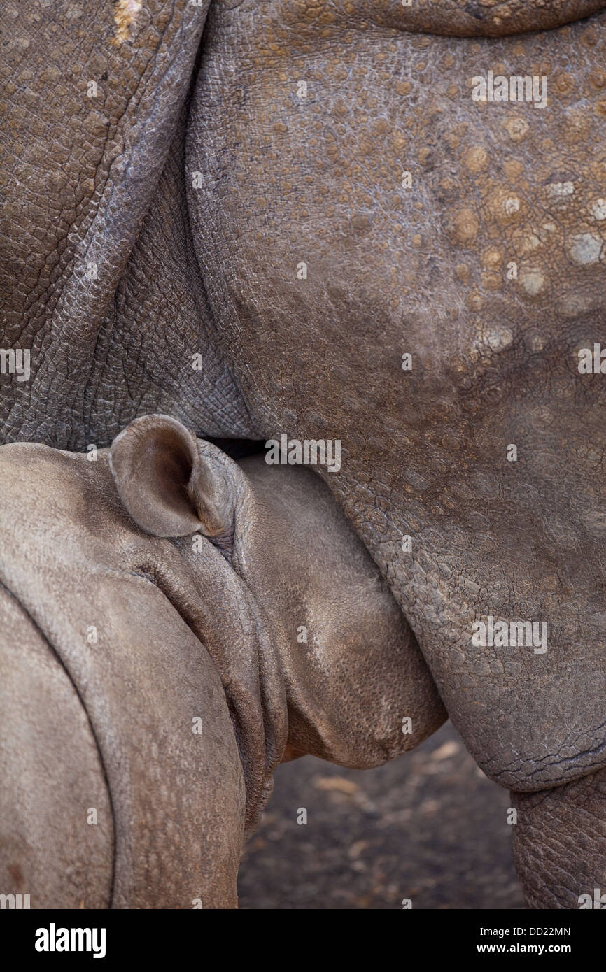 Les Indiens asiatiques ou rhinocéros à une corne ( Rhinoceros unicornis). Veau de lait ou les jeunes de la mère. Banque D'Images