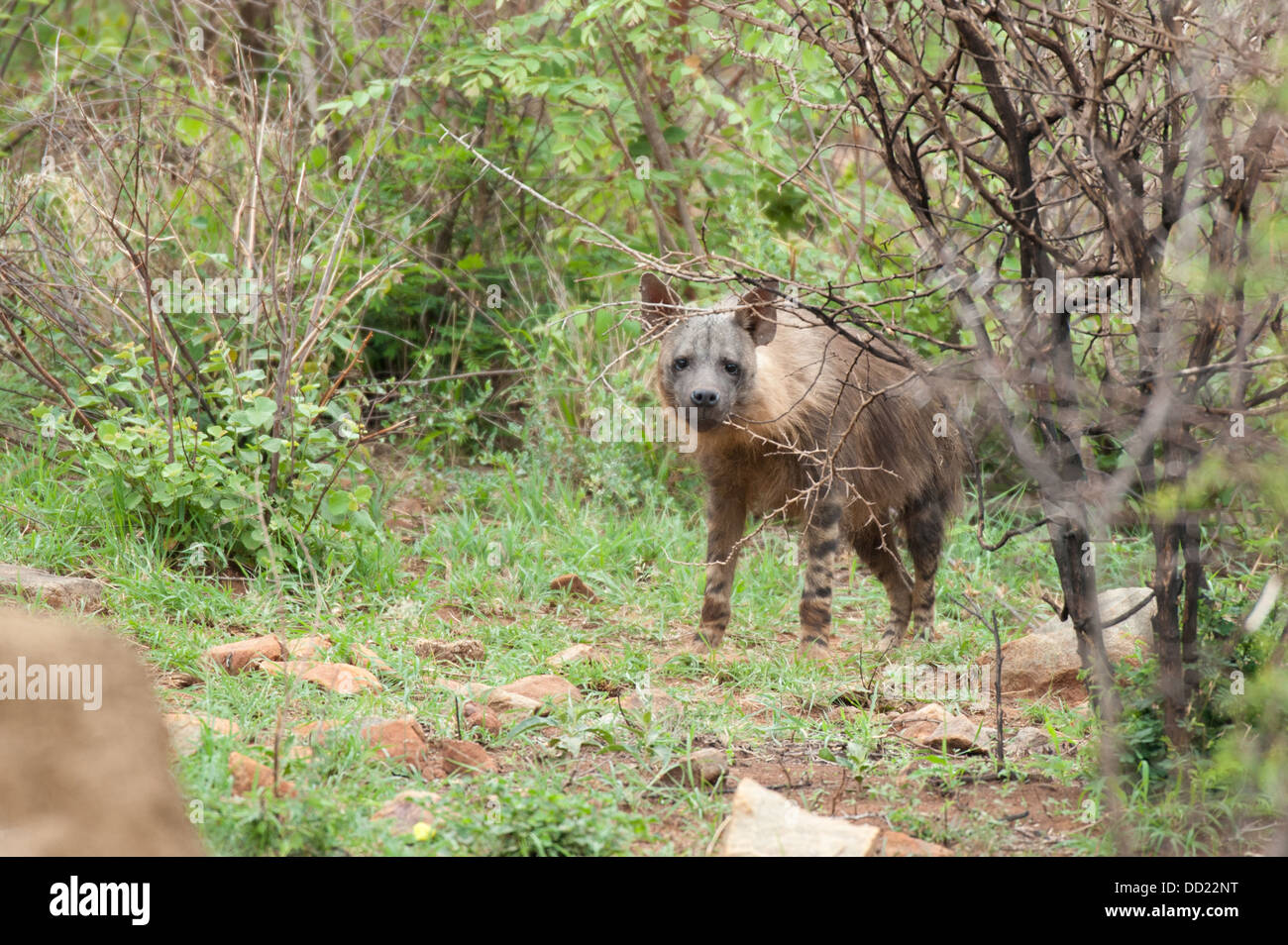 Hyène brune (Hyaena brunnea), Madikwe Game Reserve, Afrique du Sud Banque D'Images