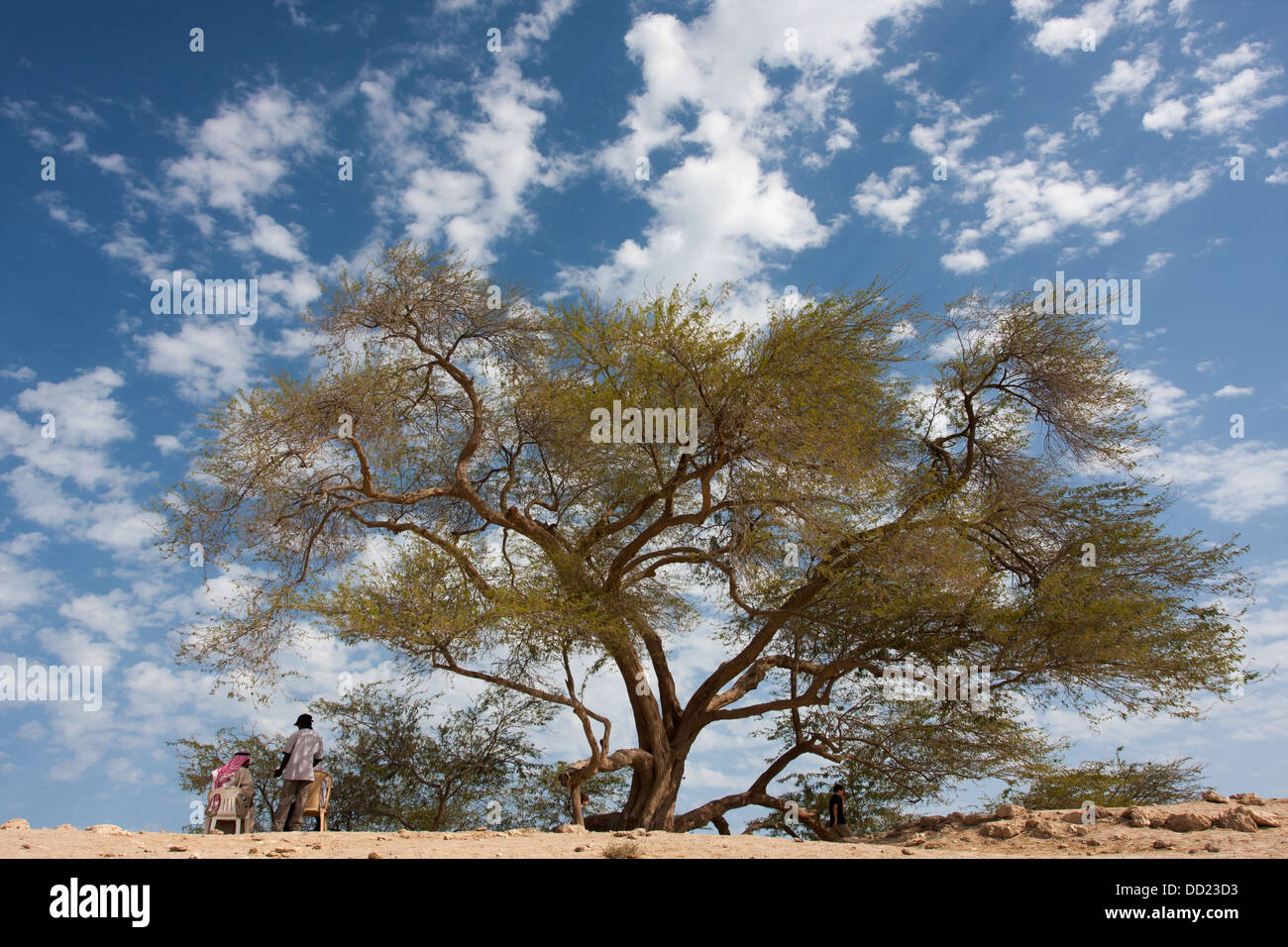 Arbre de Vie, (espèces Prosopis cineraria), Royaume de Bahreïn Banque D'Images