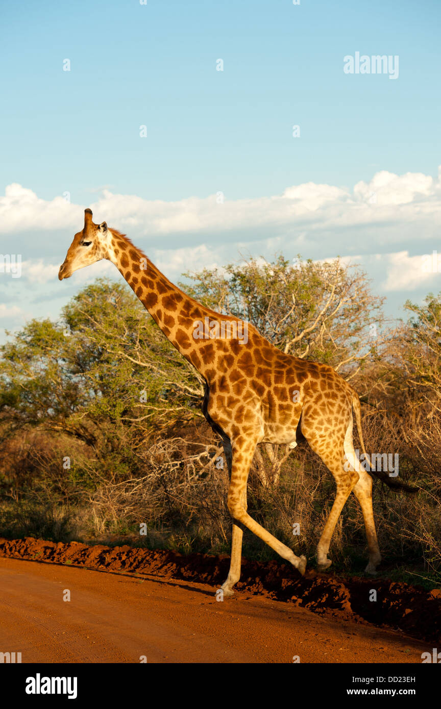 Le sud de Girafe (Giraffa camelopardalis giraffa), Madikwe Game Reserve, Afrique du Sud Banque D'Images