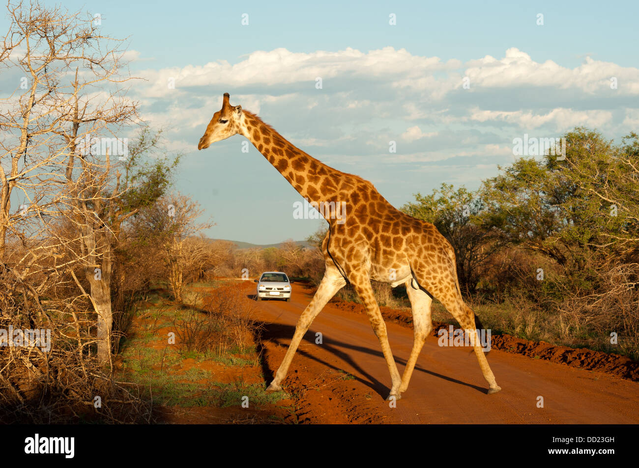 Le sud du passage de girafe, un chemin de terre (Giraffa camelopardalis giraffa), Madikwe Game Reserve, Afrique du Sud Banque D'Images