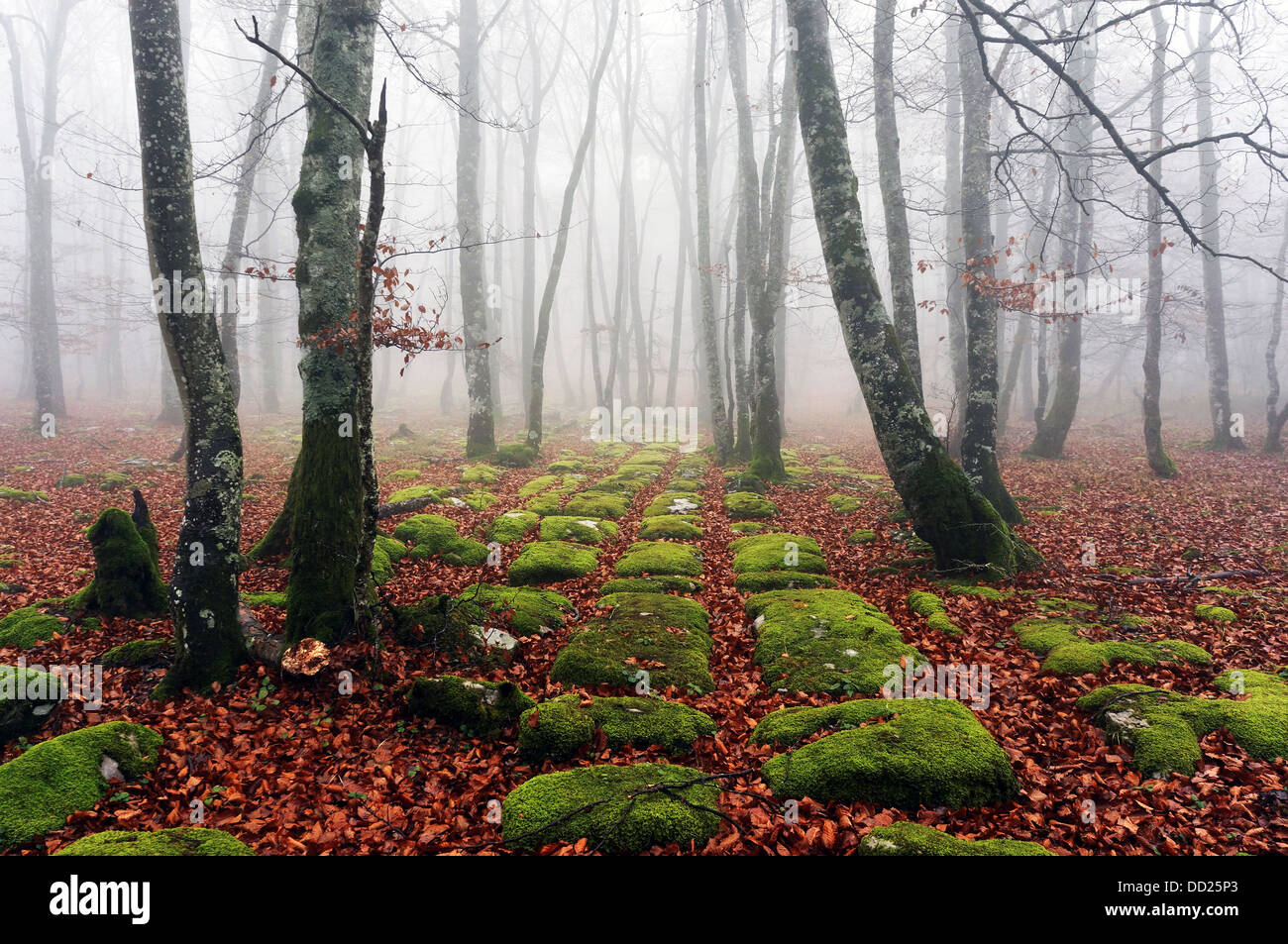 Roches sédimentaires en forêt d'automne avec du brouillard Banque D'Images