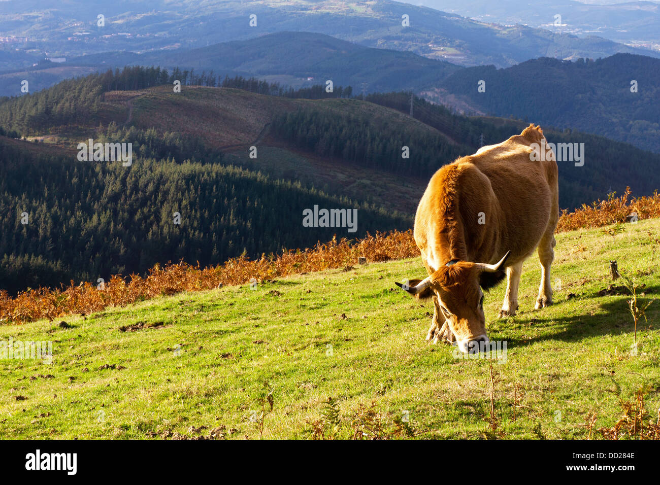 Manger Brown cow Banque D'Images