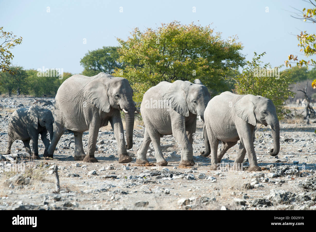 Groupe d'éléphants (Loxodonta africana) marche dans un fichier unique dans un étang, Parc National d'Etosha, Namibie Banque D'Images