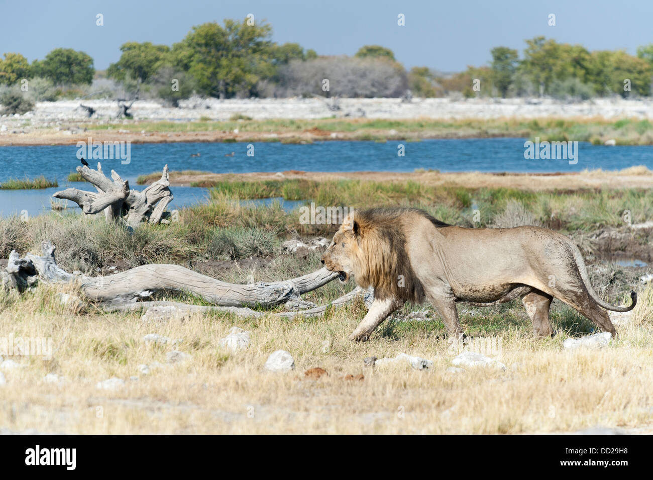 Male lion (Panthera leo) marcher le long d'un étang, Etosha Nationalpark, Namibie Banque D'Images