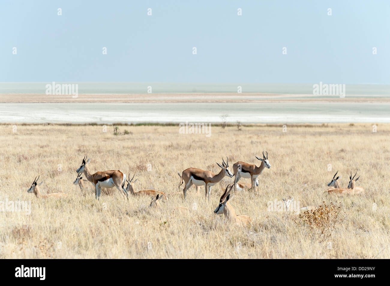 Le Springbok (Antidorcas marsupialis) masculin allongé dans l'herbe avec les femelles, sel d'Etosha Pan dans l'arrière-plan, la Namibie Banque D'Images