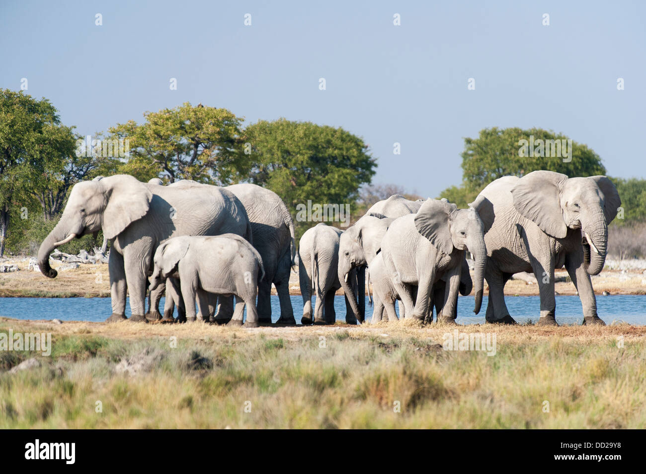 Troupeau d'éléphants (Loxodonta africana) de boire à un point d'Etosha Nationalpark, Namibie Banque D'Images
