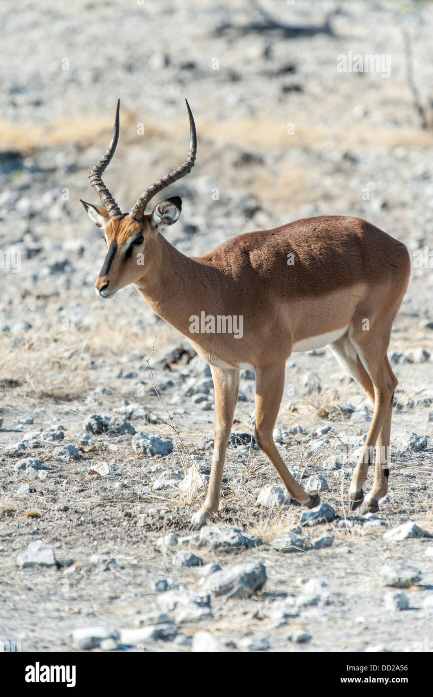 Impala à face noire, homme, (Aepyceros melampus petersi), Etosha Nationalpark, Namibie Banque D'Images