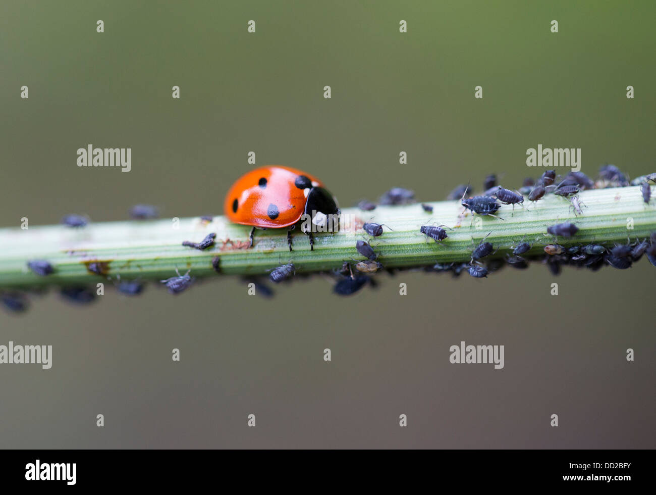 Septième place coccinelle (Coccinella septempunctata) récolter les simulies puceron noir de la fève (Aphis fabae) - Banque D'Images