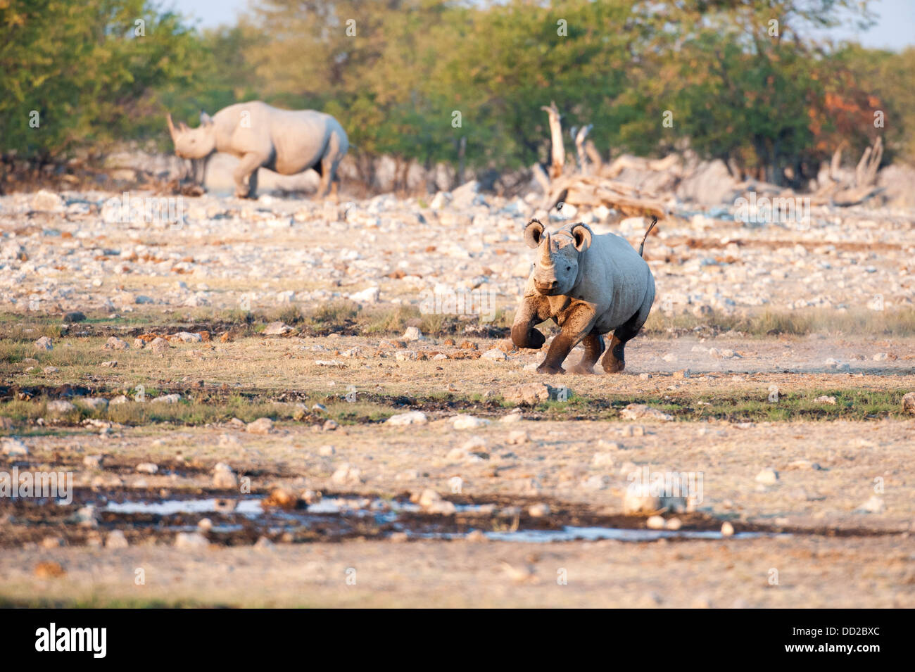 Deux rhinocéros noir (Diceros bicornis) un point d'eau en charge à Rietfontein, Namibie Etosha Nationalpark Banque D'Images